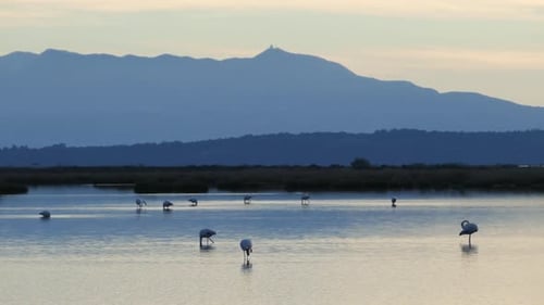 Flamingos during sunset in a lake at National Park of amvrakikos wetlands