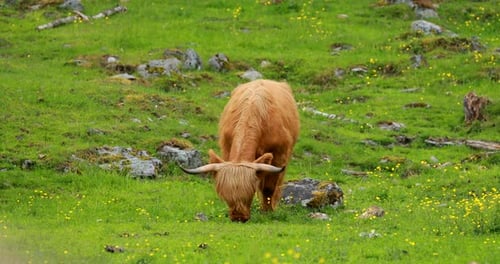 Highland Cattle Cows Graze On A Summer Pasture. Scottish Cattle Breed Walking In Meadow In Summer