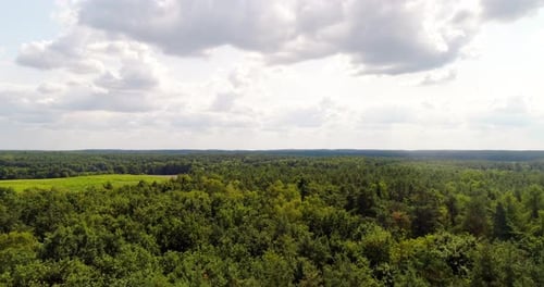 Aerial View of Forest in Summer