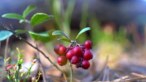 L'airelle rouge pousse dans la forêt