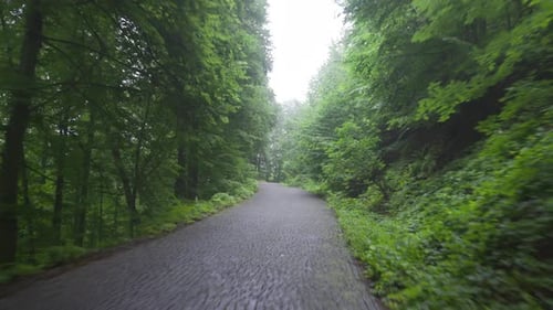 Die Straße zwischen den Bäumen im Wald.
