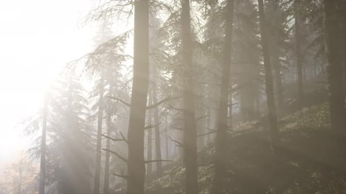 Calm Moody Forest in Misty Fog in the Morning