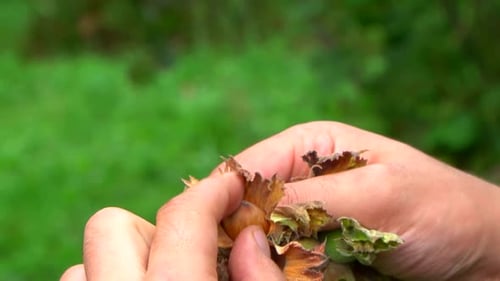 Collecting nuts from the tree