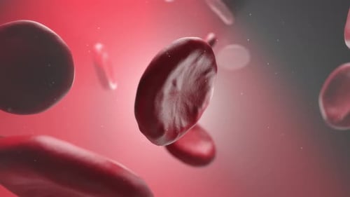 Animated Red Blood Cells Flowing in Bloodstream Microscopic View