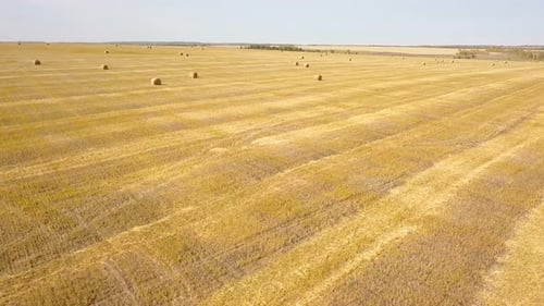 Nature Farm Field