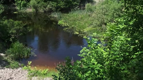 Malerische grüne Natur des Flussufers mit grüner Vegetation