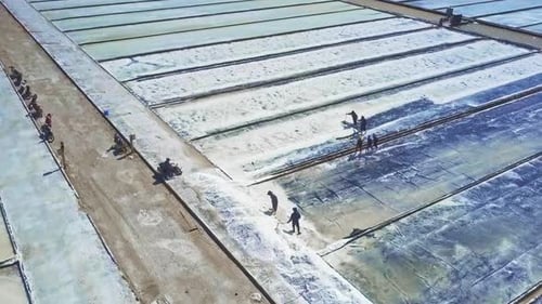 Harvesting Salt in a Rural Farm Field