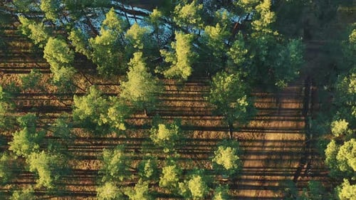 Aerial View Of Green Pine Coniferous Forest In Landscape During Sunset In Spring