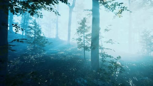 Morning Fog in Deep Forest