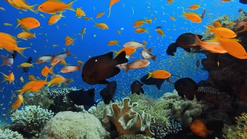 Colorful Fish