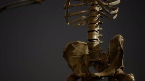 Knochen des menschlichen Skeletts