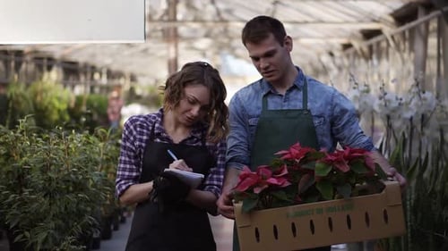 Handsome Male Gardener in Shirt and Green Apron Carrying Carton Box with Pink Flowers Plants While