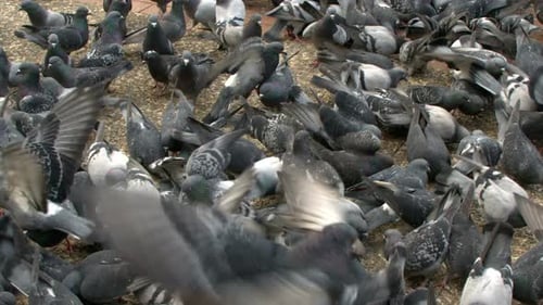 Tier: Vogel, Taube, Tauben 11