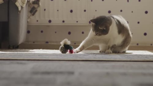 Gray and White Cat Playing with Toy