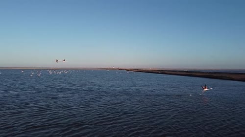 Aerial footage of the group of flamingos flying over the ocean near the shore
