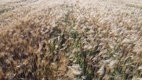 Aerial View on Ripe Wheat Field in Countryside
