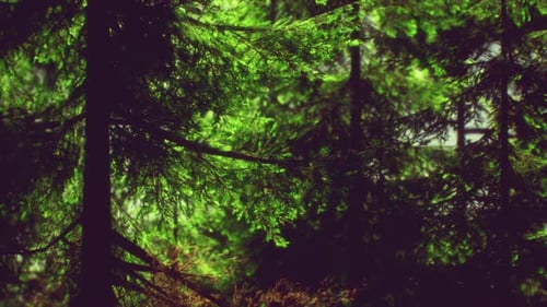 Green Cone Trees in Bright Sun Light