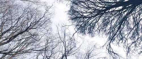 The Forest
