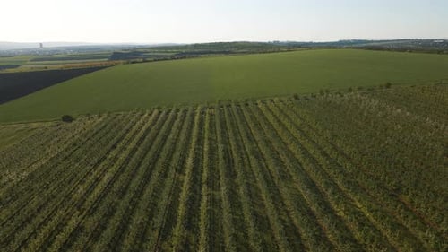 Aerial View of Agrarian Agricultural Landscape Field Plantation Apple Orchard Planting
