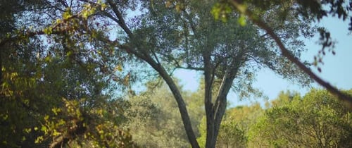 Natural park with trees on a sunny day