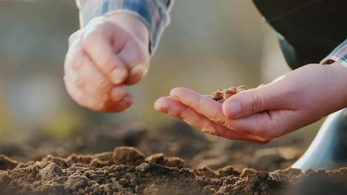 Hands Planting Seeds in Rural Soil