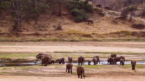 African bush elephant in Kruger National park, South Africa