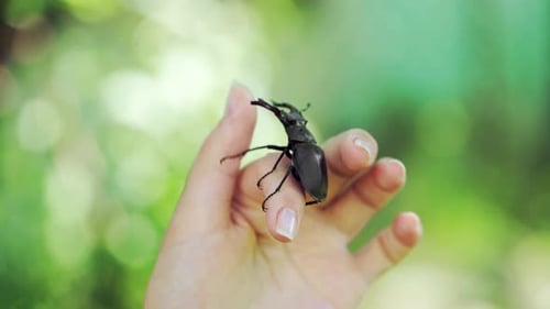 Stag Beetle on a Hand in Nature