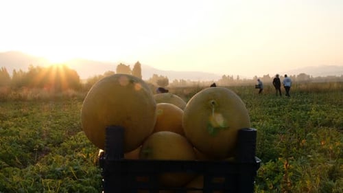 Melon Harvest at Sunrise in the Countryside