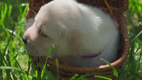 Golden Puppy in Basket Lying in Grass
