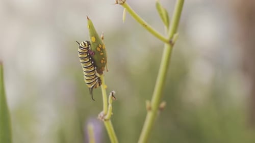 Striped Caterpillar Eating Green Plant Bud