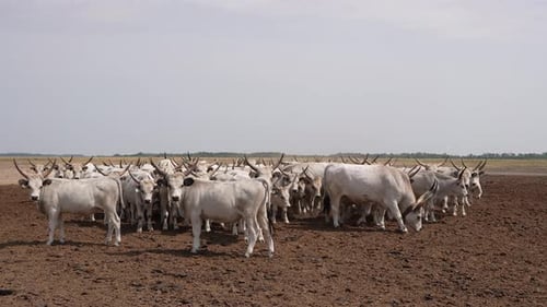Herd of White Cattle Standing in a Field