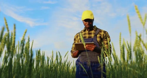 Man Uses Tablet in Green Agricultural Field