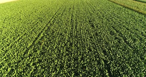 Landwirtschaft, landwirtschaftliche Nutzpflanzen, Maisfeld