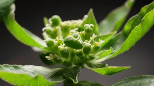 Green Plants And Trees