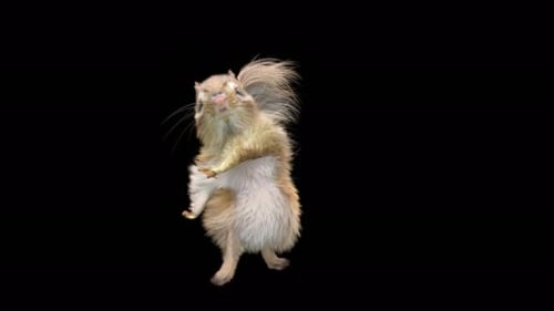 Chipmunk Tanzen 4K