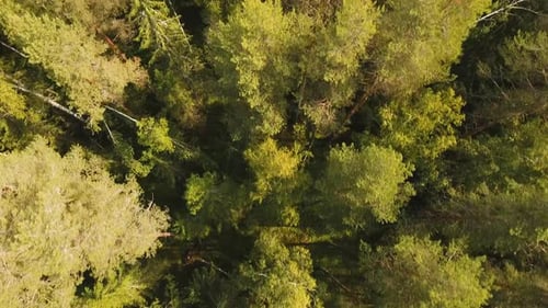 Flight Over the Green Forest.
