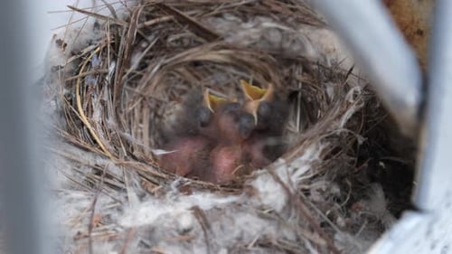 Baby Birds Hatching in a Nest
