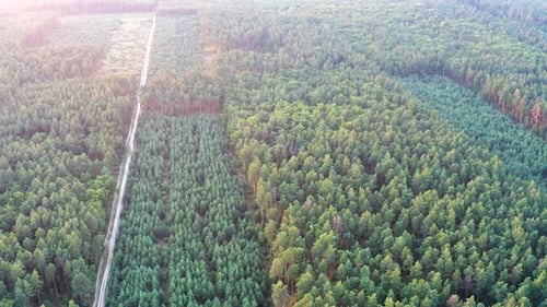 Beautiful evening flight over the forest with green trees. Fir-trees, pines, tree crowns.