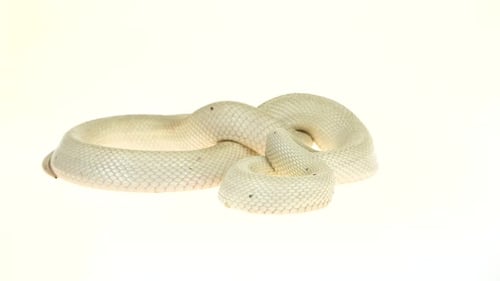 Texas Rat Snake Isolated on a White Background in Studio. Close Up