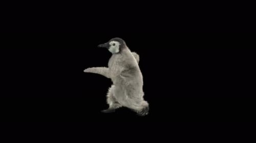 Penguin Dancing 4K