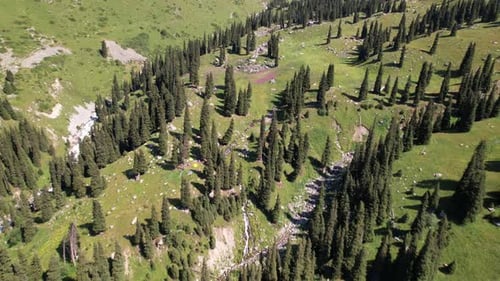 A Mountain River Flows Through a Green Gorge