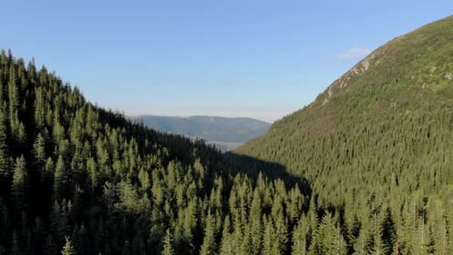 Green Mountain Forest in Scenic Carpathian Mountains