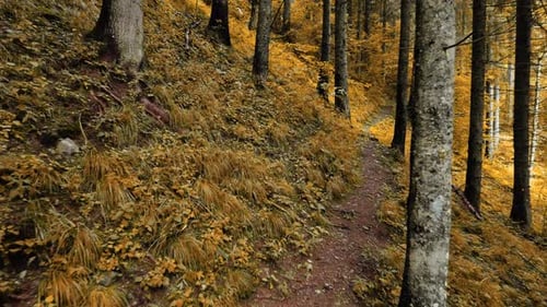 Magischer Herbstwald in der Morgenzeit