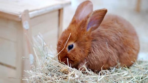 Adorable Rabbit Eating Hay Indoors