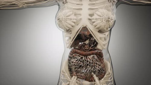 Human Digestive System Parts and Functions