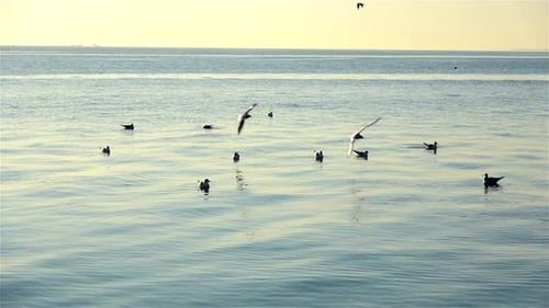 Möwen landen im Wasser