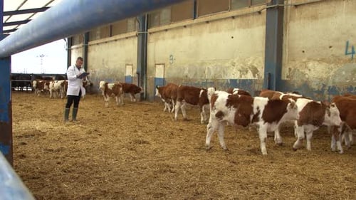 Calves in Barn Observed by Veterinarian