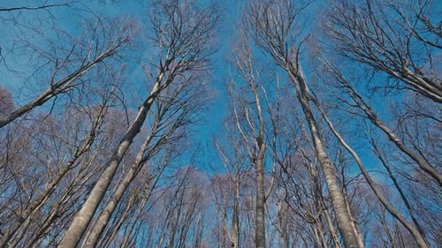 Tree in Autumn