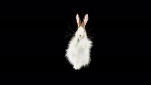Animated Fluffy White Rabbit Hopping