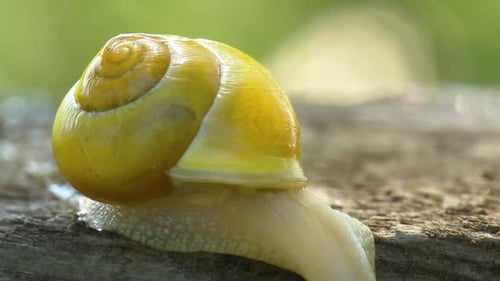 Caracol rasteja pelo tabuleiro no jardim